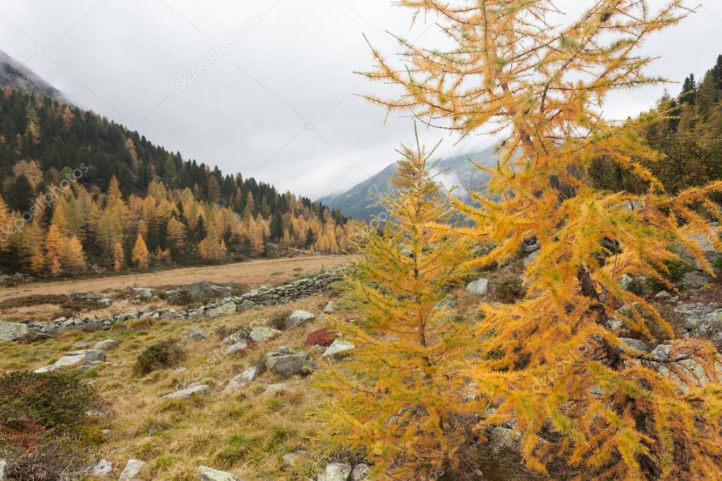 yellow larches at fall in the woods