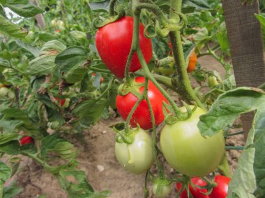 Ev yapımı sebze bahçesinde kırmızı domates bitkisi