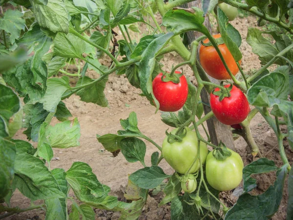 Ev yapımı sebze bahçesinde kırmızı domates bitkisi