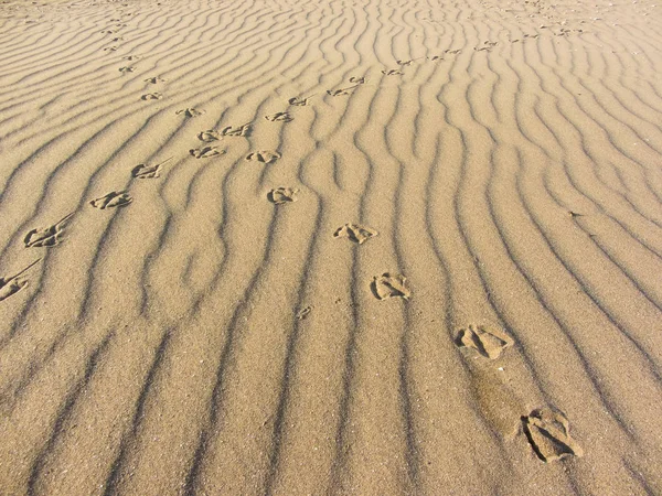 이탈리아 해변에서 노란 모래에 갈매기 발자국 — 스톡 사진