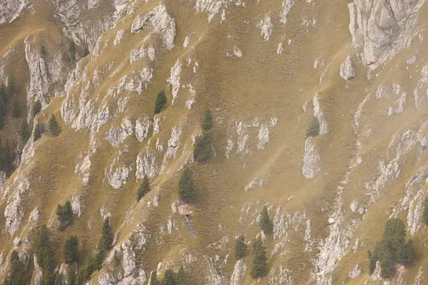 Pinos largos un lado inclinado de una montaña como textura —  Fotos de Stock