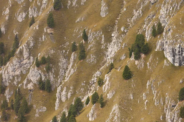 Pinheiros muito tempo um lado inclinado de uma montanha como textura — Fotografia de Stock