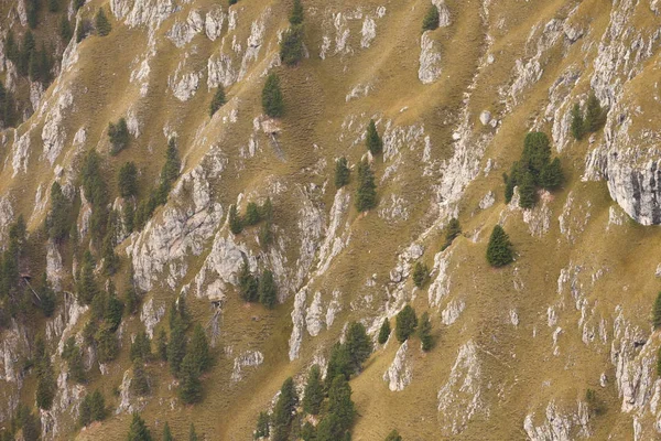 Pijnbomen lang een scheve zijkant van een berg als structuur — Stockfoto