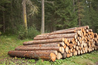 çam ağacı içinde bir İtalyan orman kesti. Genç bir kesiti