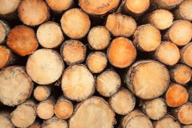 İtalyan ormanında çam ağacı kesmiş. Genç bir çam ağacının kesiti