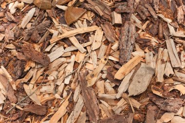 İtalyan ormanında çam ağacı kesmiş. Genç bir çam ağacının kesiti