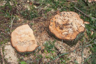 İtalyan ormanında çam ağacı kesmiş. Genç bir çam ağacının kesiti