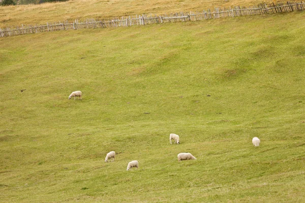 Flock of "brillenschaf" sheep in an italian mountain pasture — Stock Photo, Image