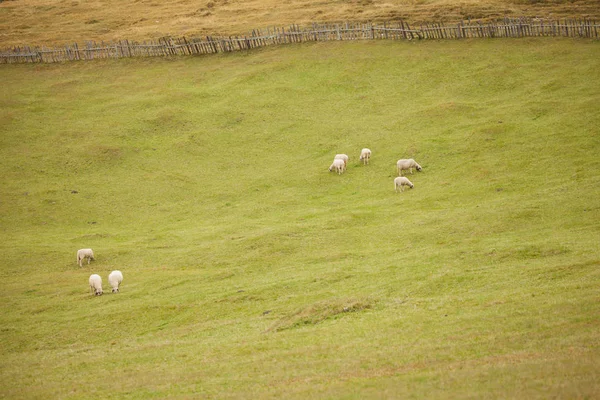 Flock of "brillenschaf" sheep in an italian mountain pasture — Stock Photo, Image