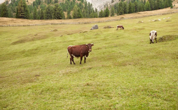 Деякі корови пасовищі в Валь-ді-місті Funes в Італії — стокове фото