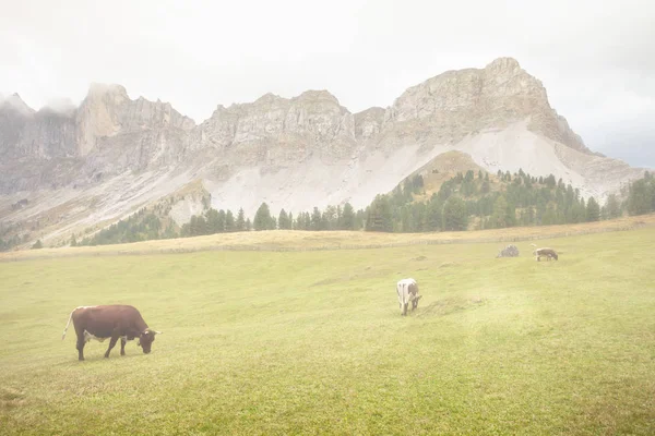 Некоторые коровы на пастбище в Валь-ди-Фунес в Италии — стоковое фото