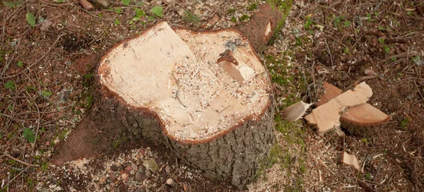 Розірвав сосну в італійському лісі. Перехресна частина молодого соснового дерева. — стокове фото