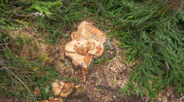 Pino cortado dentro de un bosque italiano. Sección transversal de un pino joven —  Fotos de Stock