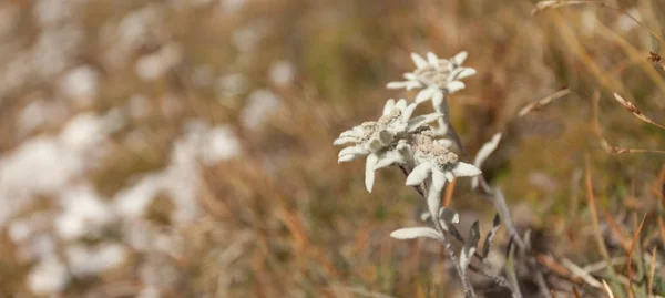 Leontopodium alpinum i en solig kväll i de italienska Dolomiterna — Stockfoto