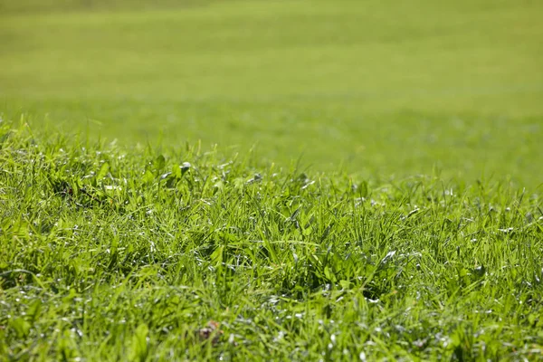 Una amplia pradera de montaña verde en Val di Funes, Italia — Foto de Stock