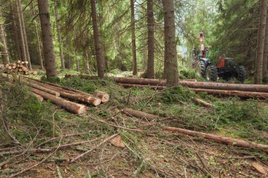 İtalyan ormanında çam ağacı kesmiş. Genç bir çam ağacının kesiti
