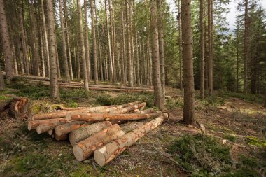 İtalyan ormanında çam ağacı kesmiş. Genç bir çam ağacının kesiti