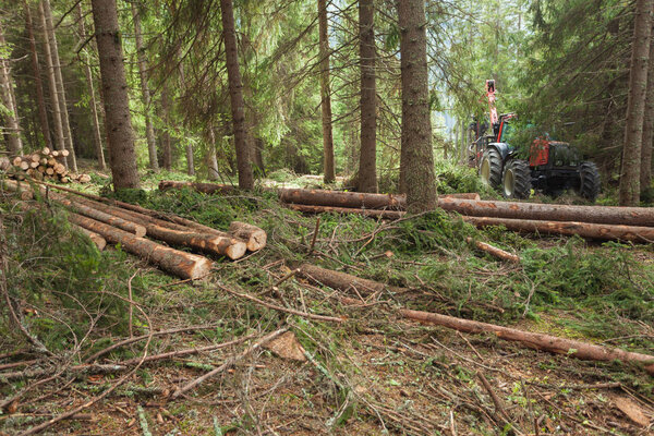 cut pine tree inside an Italian forest. Cross section of a young pine tree