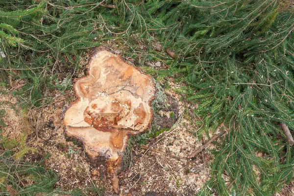 Розірвав сосну в італійському лісі. Перехресна частина молодого соснового дерева. — стокове фото