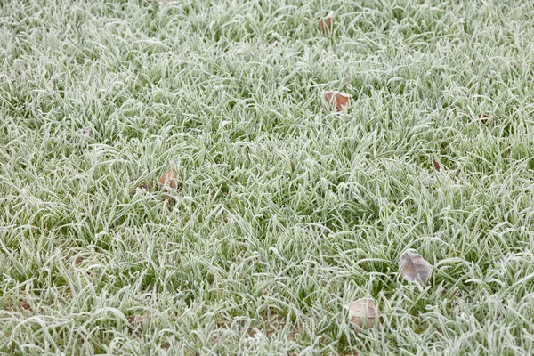 Grama geada depois de uma noite fria no inverno — Fotografia de Stock