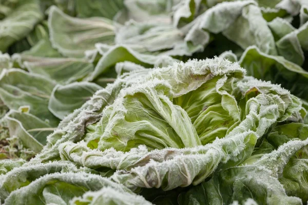 Frost salad after a cold night in winter — Stock Photo, Image