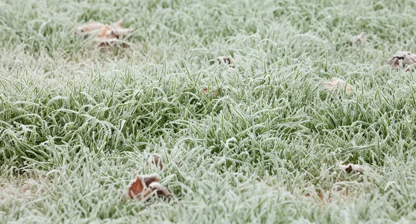 Frostgras nach einer kalten Nacht im Winter — Stockfoto