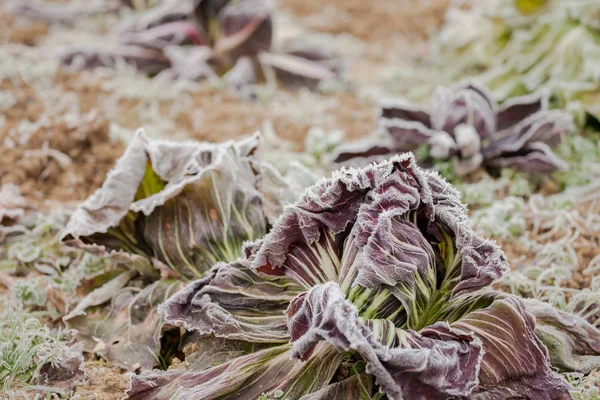 Frost salad after a cold night in winter — Stock Photo, Image