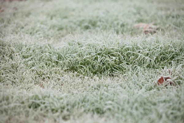 Grama Geada Depois Uma Noite Fria Inverno — Fotografia de Stock