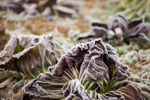 Frost salad after a cold night in winter — Stock Photo, Image