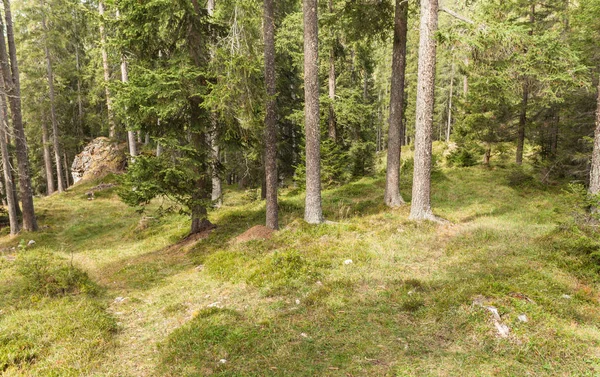 A l'intérieur d'une forêt typique des Alpes italiennes — Photo