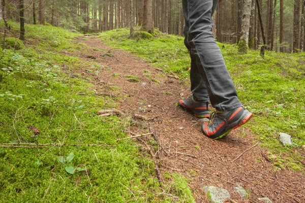 Caminando en el bosque largo camino —  Fotos de Stock