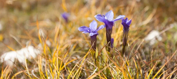 Mountain flora (Gentianella) från Dolomiterna - Italien — Stockfoto