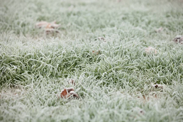 Frostgras nach einer kalten Nacht im Winter — Stockfoto