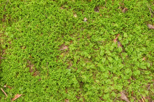 Detalhe Musgo Verde Floresta — Fotografia de Stock