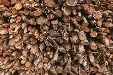 İtalyan ormanında çam ağacı kesmiş. Genç bir çam ağacının kesiti