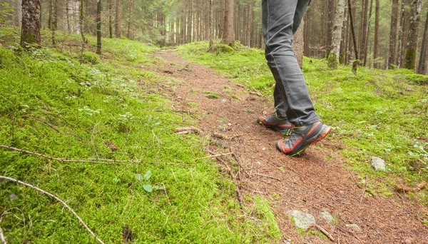 Wandern im Wald lange einen Weg — Stockfoto
