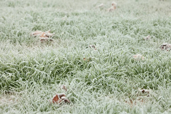 冬の寒い夜後に霜草 — ストック写真