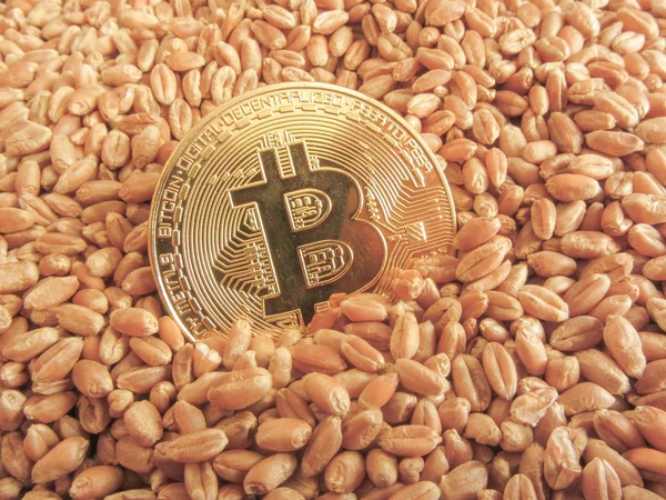Монета Bitcoin над пшениці фону — стокове фото