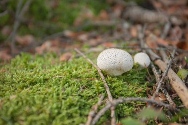 Genç Lycoperdon Perlatum bir ormanda büyüdü. 
