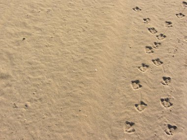 İtalyan bir plaj sarı kum üzerinde martı ayak izleri 
