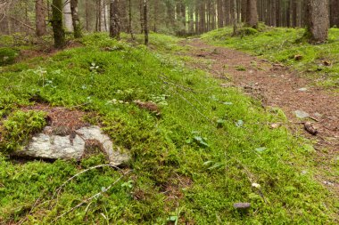 İtalyan Alpleri tipik bir orman içinde