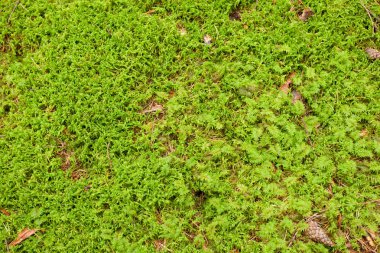 ormanda yeşil yosun detay