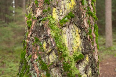 yosun ve likenler üzerinde bir çam kabuğu