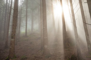 sisli bir gün ormanda içinde güneş