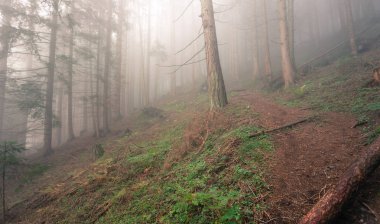 sisli bir gün ormanda içinde