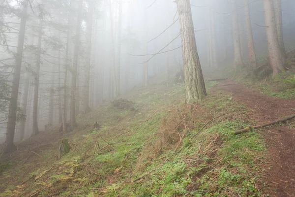 In un bosco in una giornata nebbiosa — Foto Stock