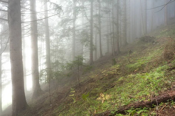 霧の日の森の中 — ストック写真