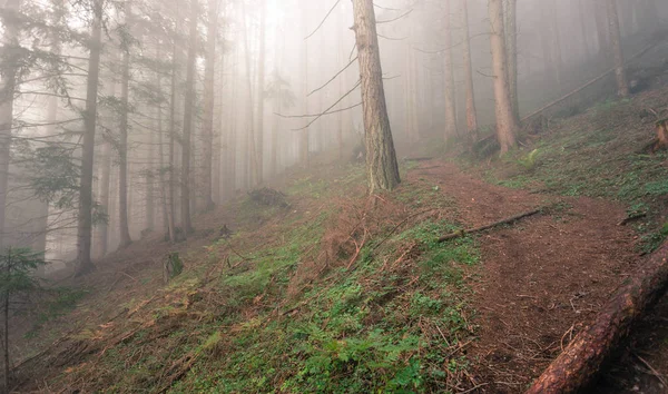 Inde i en skov i en tåget dag - Stock-foto