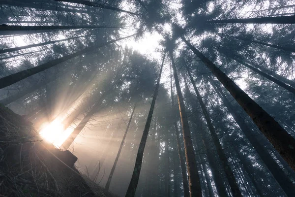 Le soleil à l'intérieur d'un bois dans une journée brumeuse — Photo