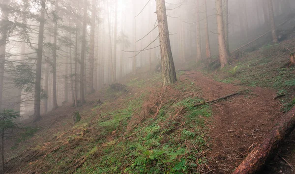 Inside a woods in a foggy day Stock Picture